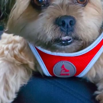 ULTIMATE Pet Product Guide 2025: Must-Have Items Every Pet Parent Needs | Furry Nation Favorites