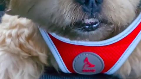 ULTIMATE Pet Product Guide 2025: Must-Have Items Every Pet Parent Needs | Furry Nation Favorites