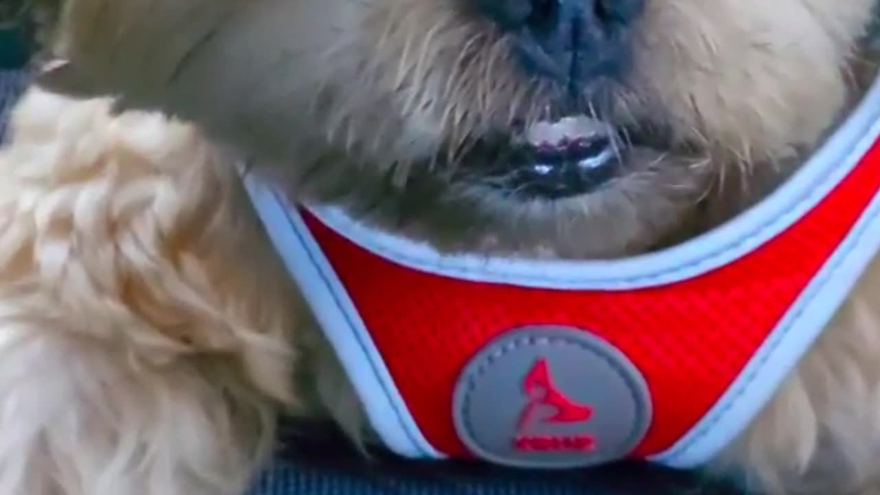 ULTIMATE Pet Product Guide 2025: Must-Have Items Every Pet Parent Needs | Furry Nation Favorites
