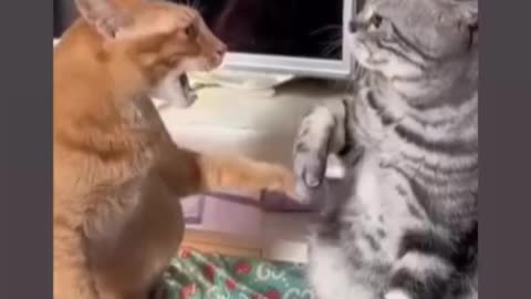 Dear friend keep quiet I don’t like noise