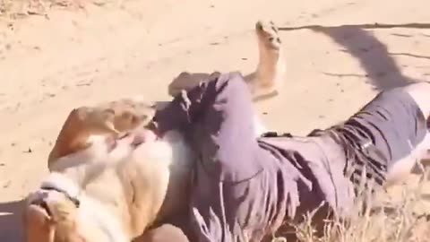 Lion's reaction to seeing her rescuer, who helped raise her as a cub❤️