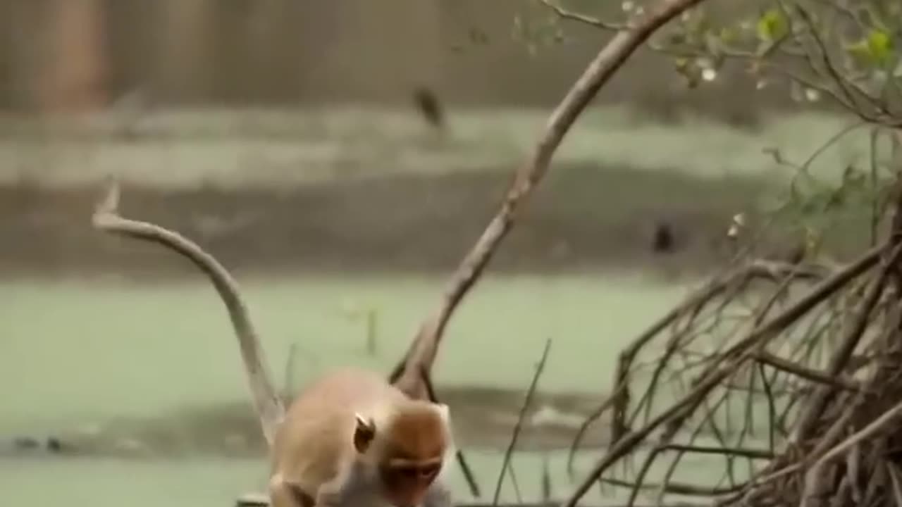 Skilled animal