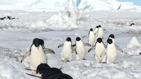 Penguin highway