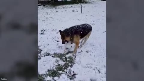 Funny chriatmas animal videos