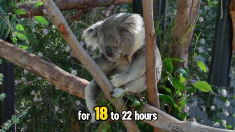 Fascinating Life of Koalas: Nature's Sleepy Wonder"