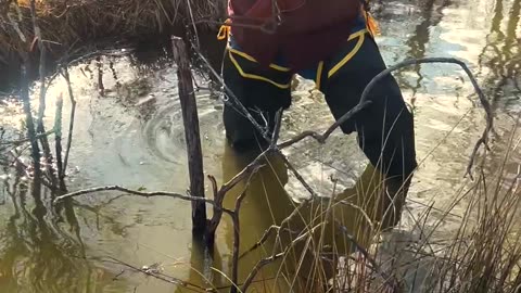 Trapping Beavers Day 3