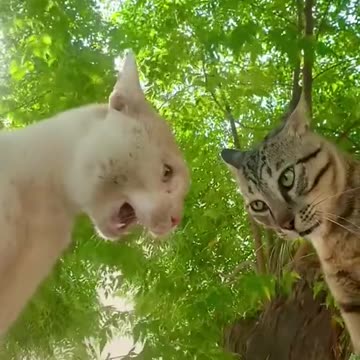 Hilarious Cat Fight: Watch These Feisty Felines in Action!