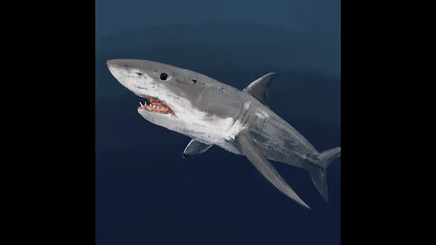 Shark - Daily 28