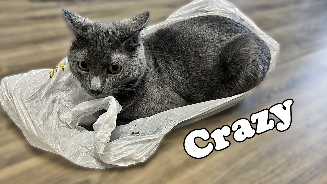 When I gave plastic bags to my cats, they started going crazy