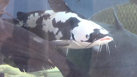 Very Rare Piebald Channel Catfish - One in a Million Fish