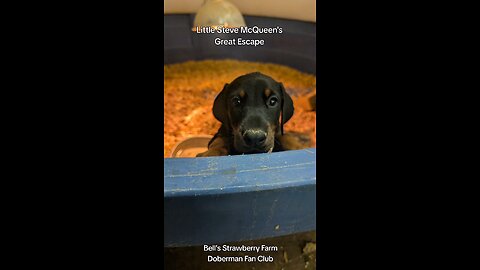 Doberman Puppy thinks he's Steve McQueen in the Great Escape