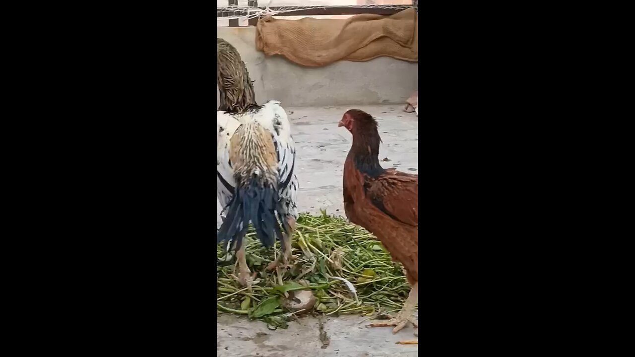 cock farming