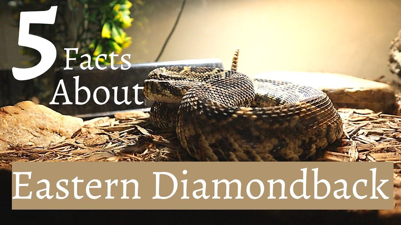 5 Facts About The VENOMOUS Eastern Diamondback Rattlesnake