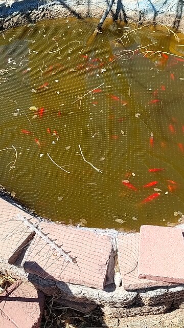 8 & 9 year old Goldfish