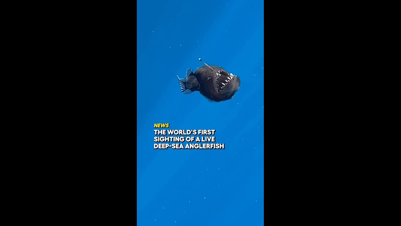 Deep sea rare fish sighted
