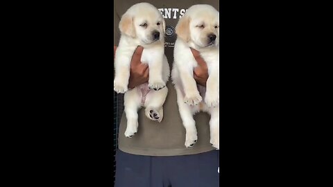 these two dogs on sale 5 dollars 💵