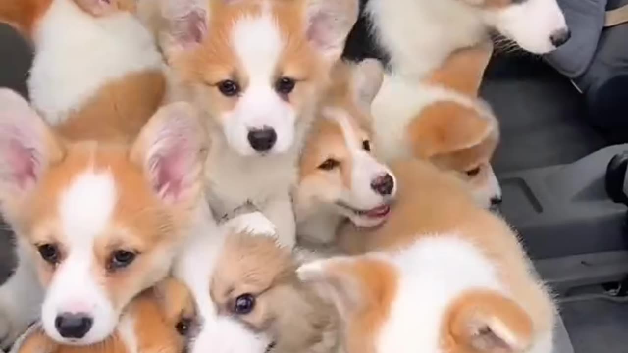 VIRAL CORGI PETS ARE OWSOME AND FUN