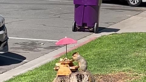 Cat Lounges While Squirrel Enjoys Tree Stump Picnic