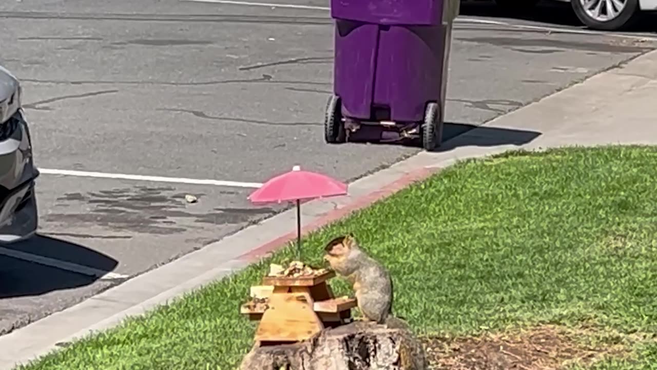 Cat Lounges While Squirrel Enjoys Tree Stump Picnic