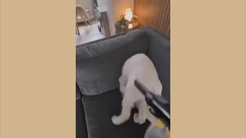 Dog playing and fanny moments video