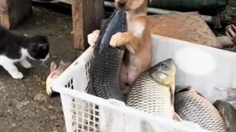 Funny animals