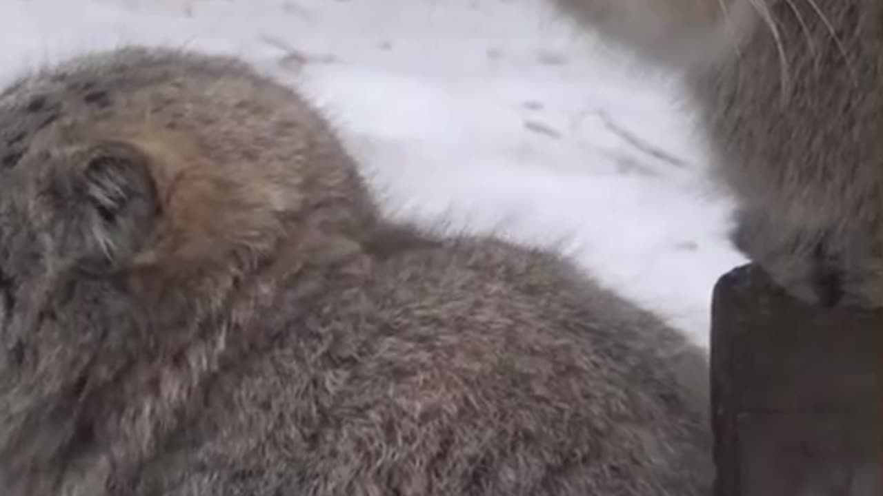 Pallas cat babies exploring surroundings