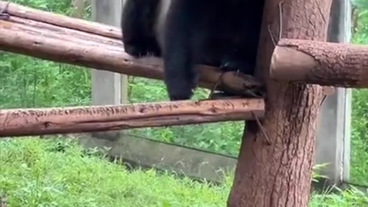 Funny Amazing panda