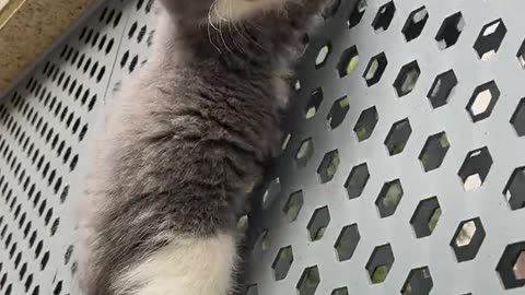 cat funny