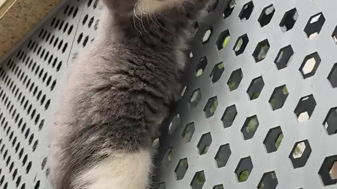 cat funny