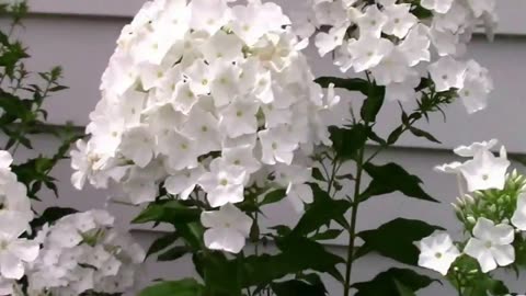 What Happens To The Flowers When You Top Tall Phlox