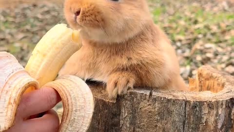 The little rabbit who loves to eat bananas Cute pet debut plan Rabbit Pastoral cute pet