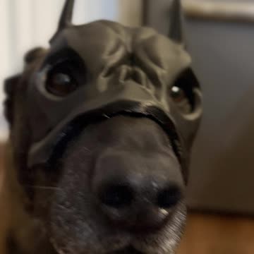 BatDog...