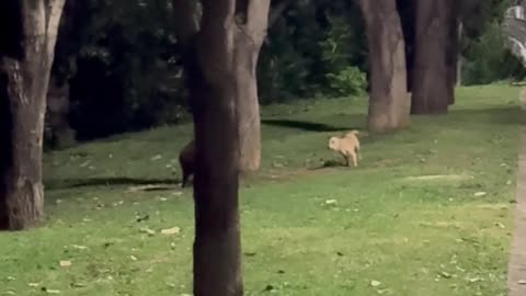 Capybara and Dog Chase Each Other