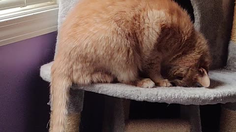 Orange Cat Plays With Its Own Tail