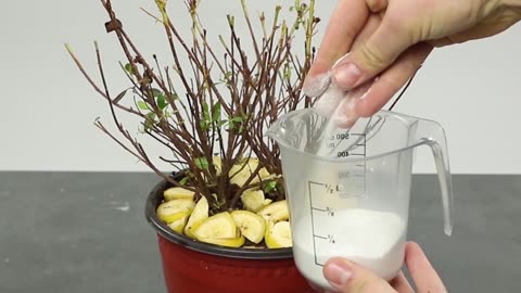 Clever plant hacks to grow your own plants