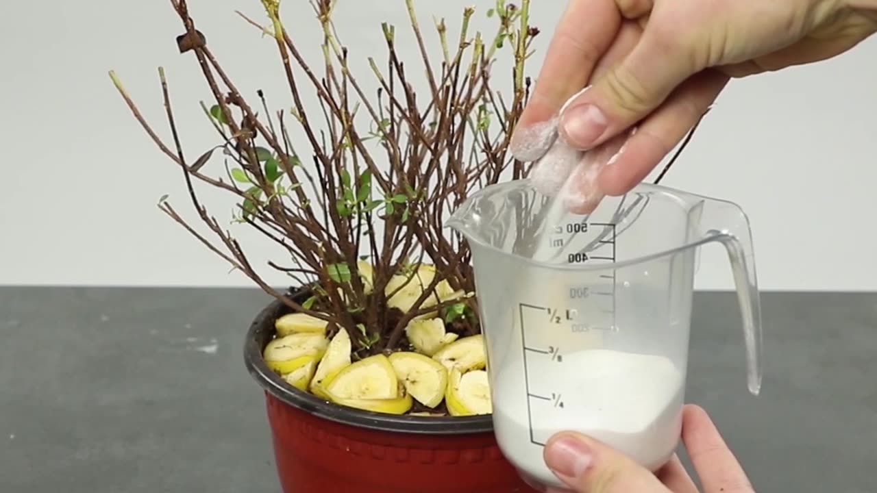 Clever plant hacks to grow your own plants