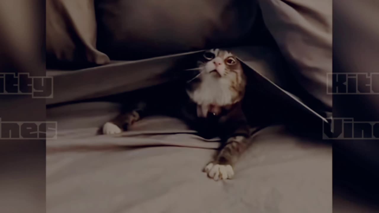 Funny Cat reaction 🤣 video 😅