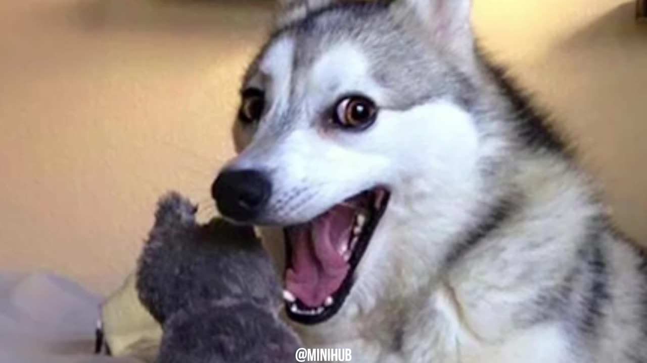 "When dogs and cats team up for total chaos! Who's the real boss in your house? ππΆπ±"
