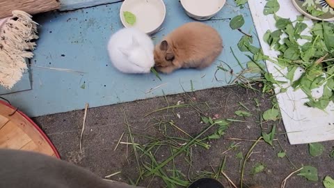 Bunnies Play Tug of War