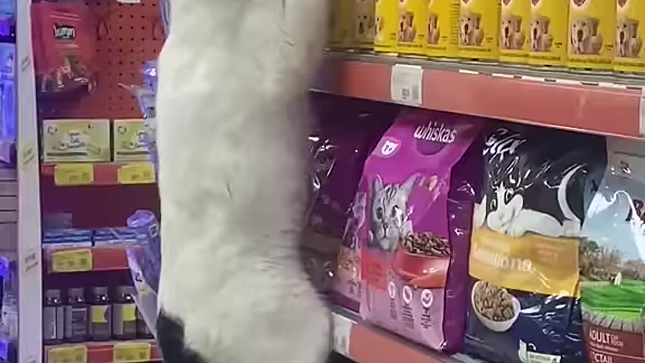 SHOPING TIME BY CAT