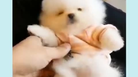 Lazy but Adorable! This Puppy’s Joyful Vibes Will Melt Your Heart! ❤️