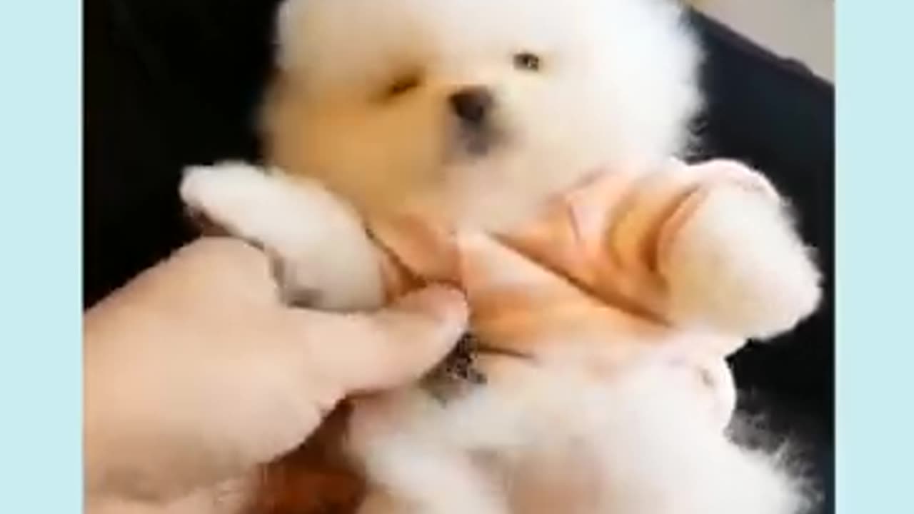Lazy but Adorable! This Puppy’s Joyful Vibes Will Melt Your Heart! ❤️