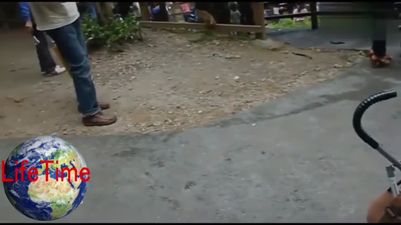 Whiskers & Wonders: Cats and Kittens That Will Melt Your Heart