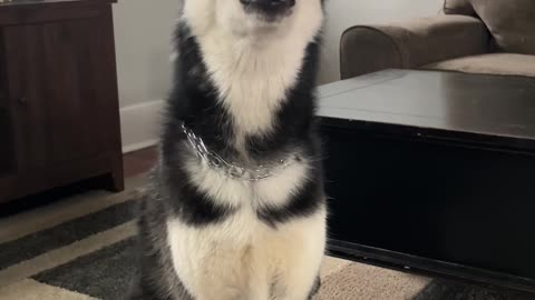 Husky Howls At Petting Request