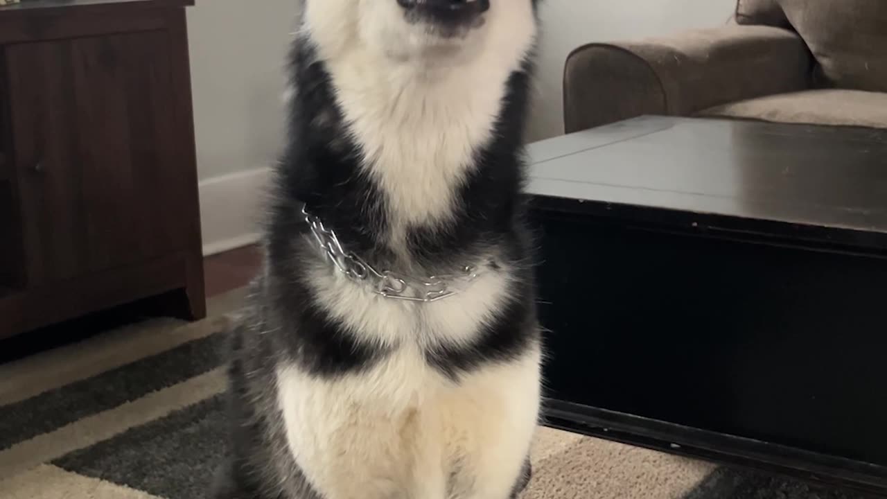 Husky Howls At Petting Request