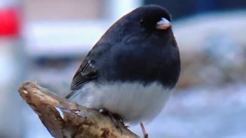 Dark-eyed junco