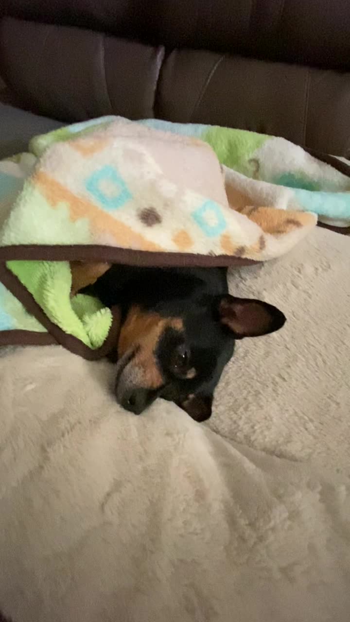 Leo Trying to Go to Sleep