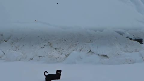Max Enjoying The Snow