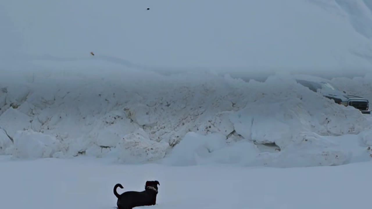 Max Enjoying The Snow