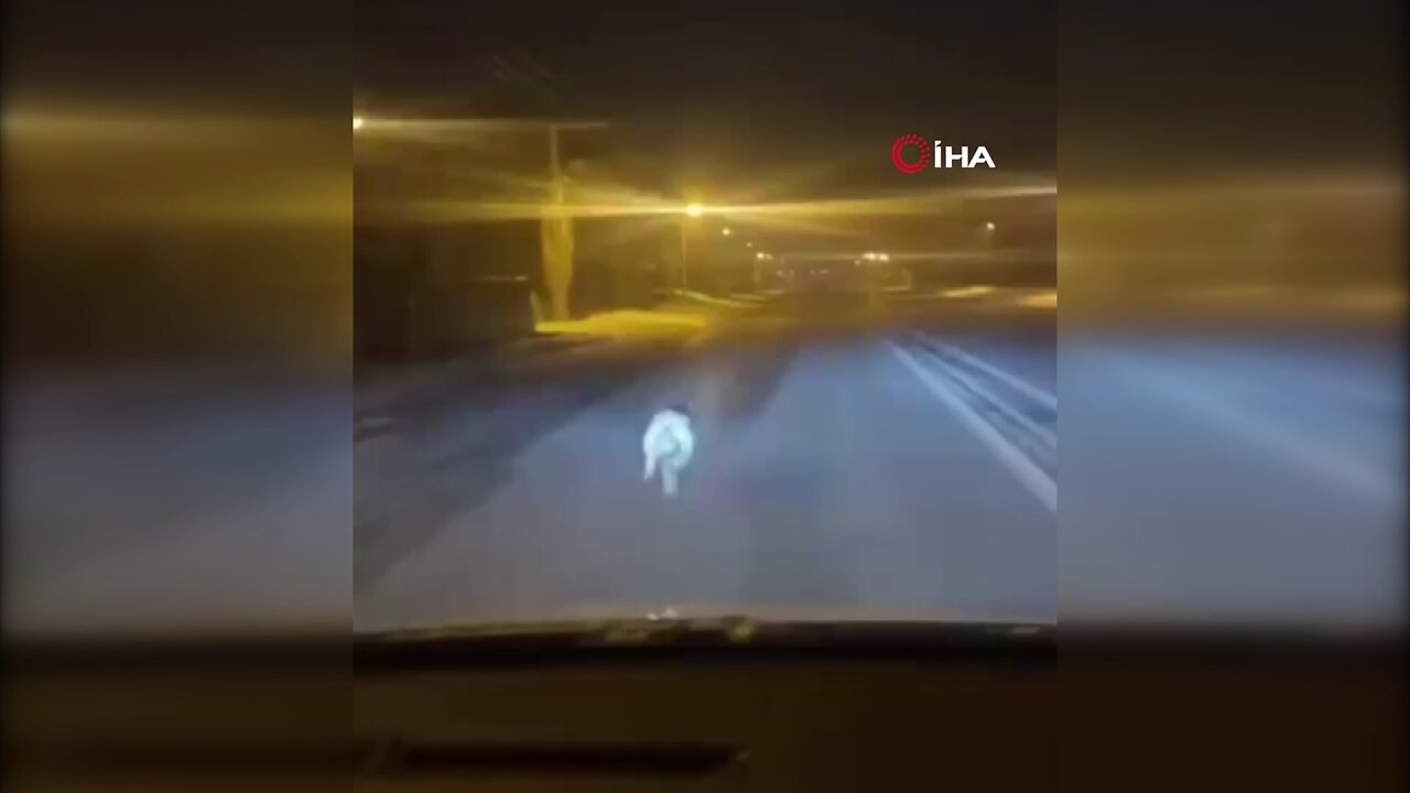 Şehre inen kurdu araçla kovaladı